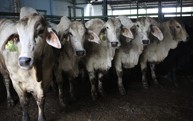 Stranded Australian livestock set to disembark ship after Red Sea turn-back