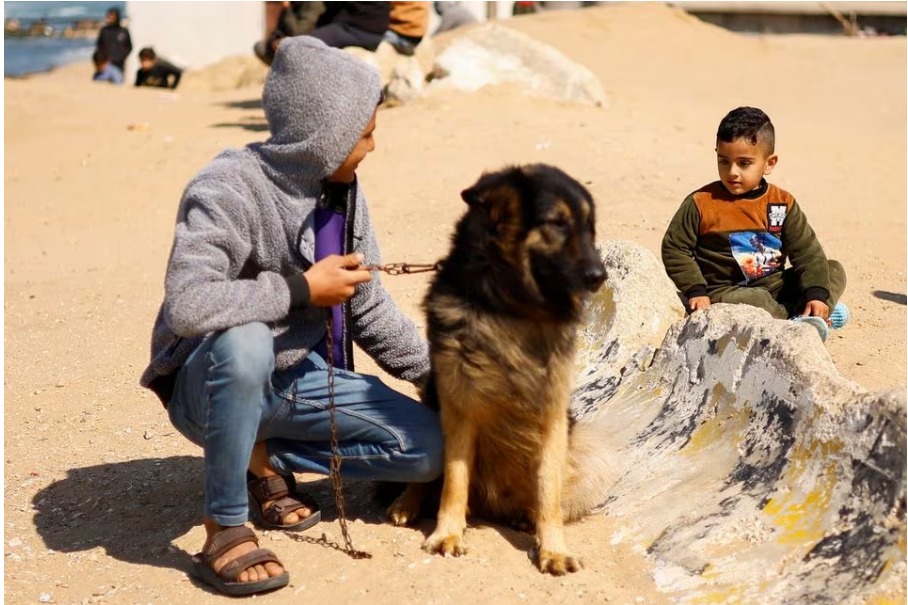 Pet dogs bring both joy and worry to displaced Gaza teenager